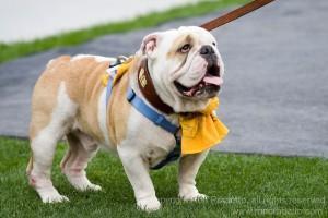 The Citadel Bulldog mascot