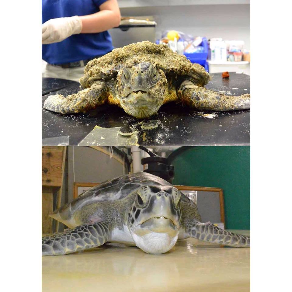 Credit: SC Aquarium's Facebook Page